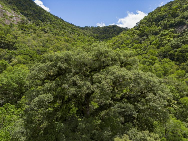 Mata Atlântica perde 2,4 milhões de hectares em 40 anos