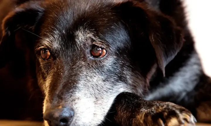 Justiça condena lojista a 5 anos de reclusão por maus-tratos a cães